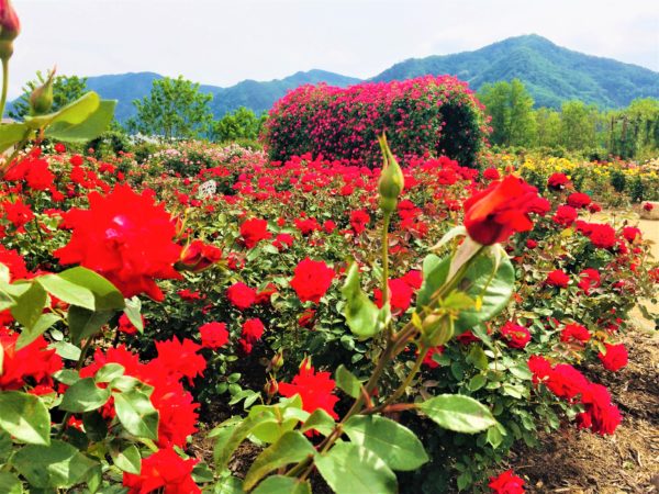 坂城千曲川バラ祭り２０１８ 薔薇の美しさに圧倒されます シンプル自然 長野暮らし