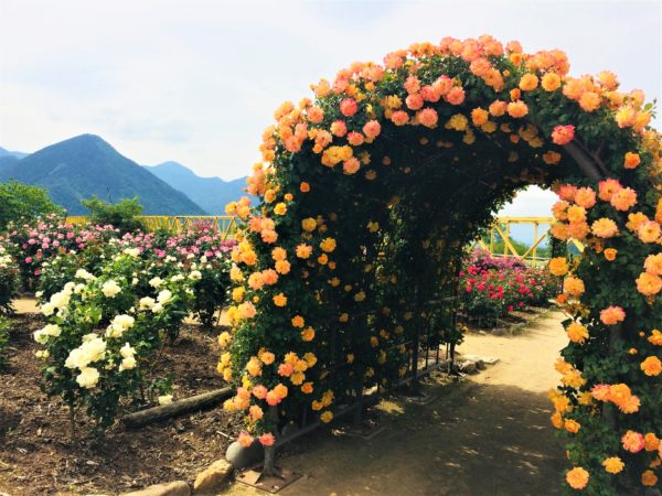 坂城千曲川バラ祭り２０１８ 薔薇の美しさに圧倒されます シンプル自然 長野暮らし