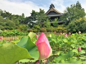 lotus-kokubunji