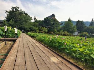 lotus-kokubunji