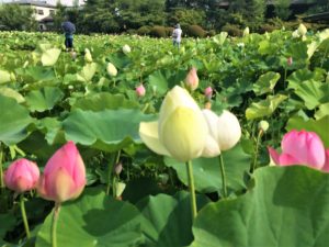 lotus-kokubunji