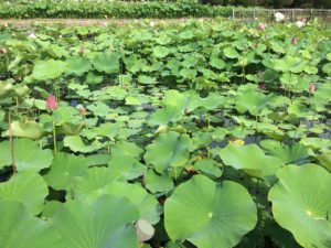 lotus-kokubunji