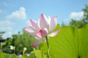 lotus